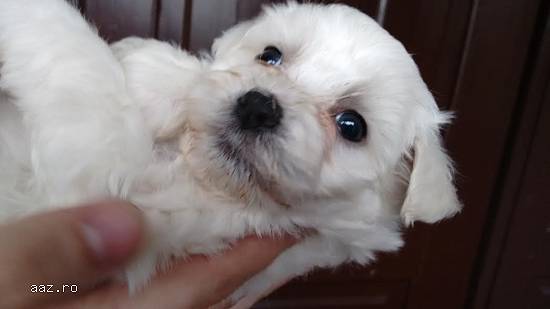 Bichon Frise pui de calitate