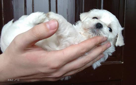 Bichon Frise pui de calitate