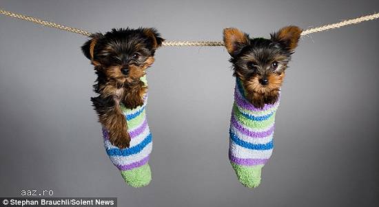 Yorkshire mini toy