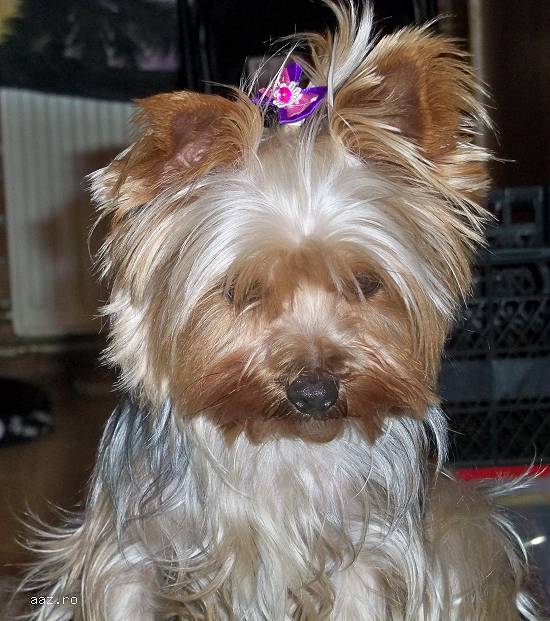Yorkshire mini toy