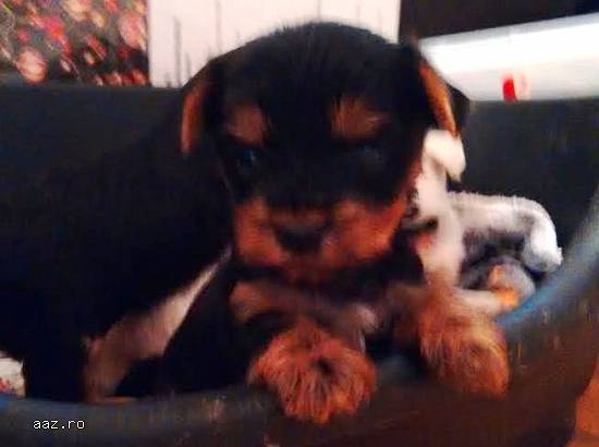 Yorkshire mini toy