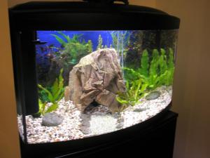 Vand Acvariu Cayman Scenic 80 Complet Echipat