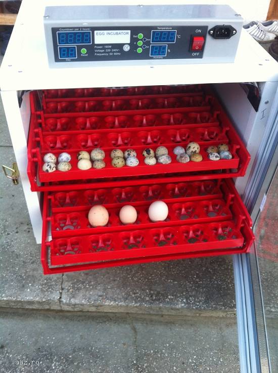 Incubator prepelite