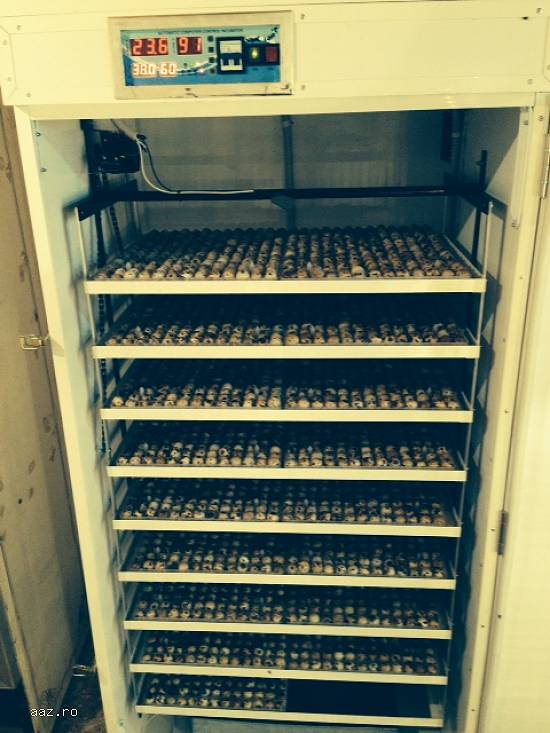 Incubator prepelite