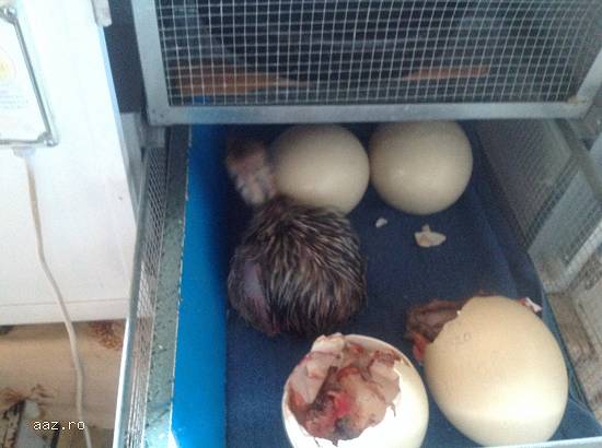 incubator struti