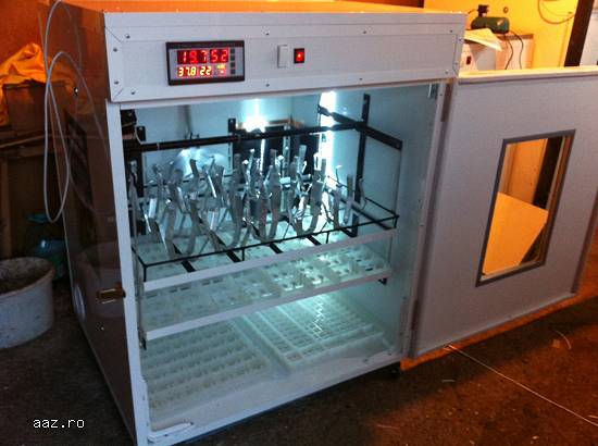 incubator struti