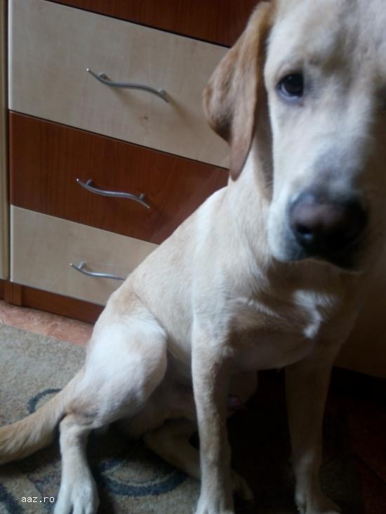 Monta labrador