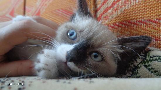 Snowshoe - o pisicuta foarte speciala
