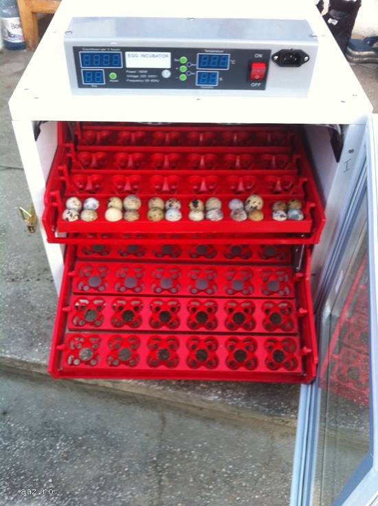 Incubator 288 prepelita