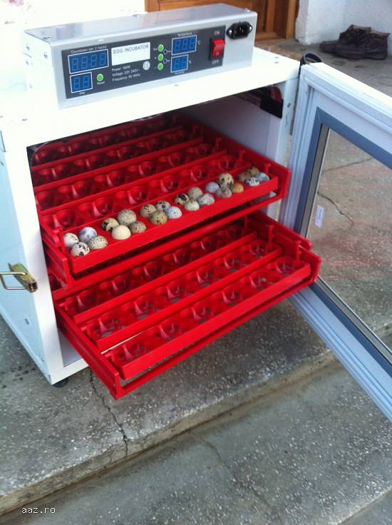 Incubator 288 prepelita