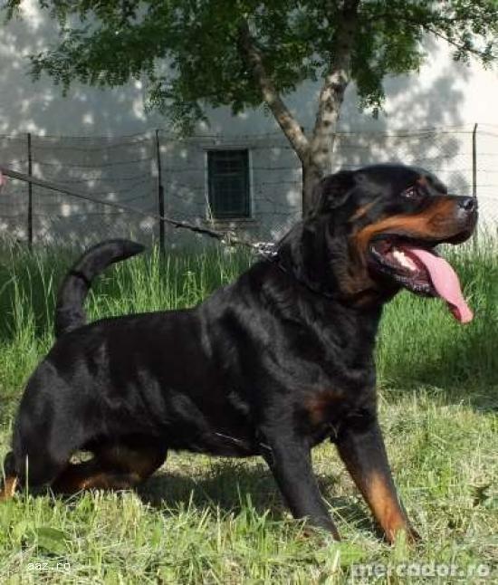 Ofer pentru monta Mascul Rottweiler
