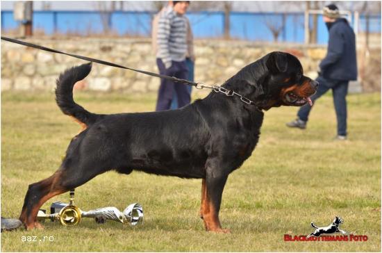 OFER MASCUL ROTTWEILER PENTRU MONTA.