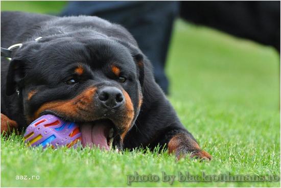 OFER MASCUL ROTTWEILER PENTRU MONTA.