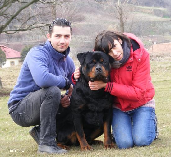 OFER MASCUL ROTTWEILER PENTRU MONTA.