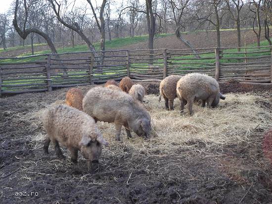 porci mangalita bio