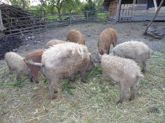 porci mangalita bio