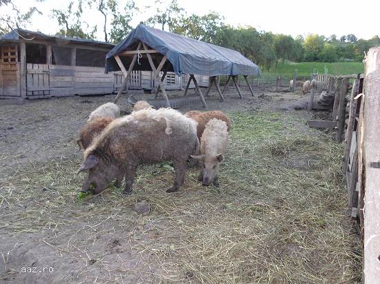 porci mangalita bio