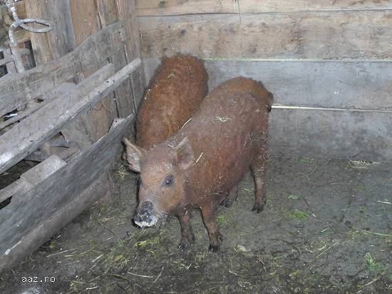 porci mangalita bio