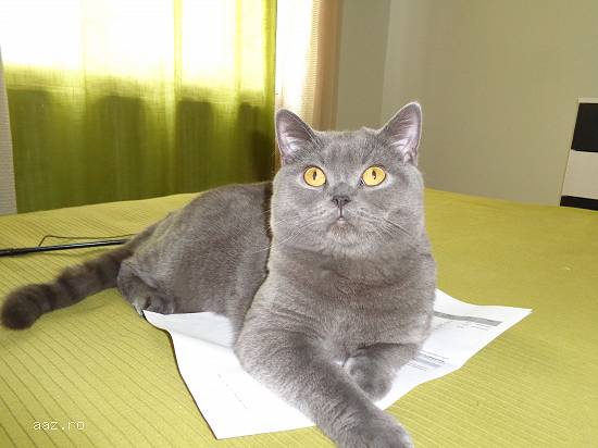 Motan british shorthair caut partenera de aceeasi rasa