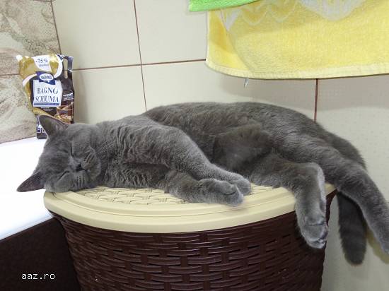 Motan british shorthair caut partenera de aceeasi rasa