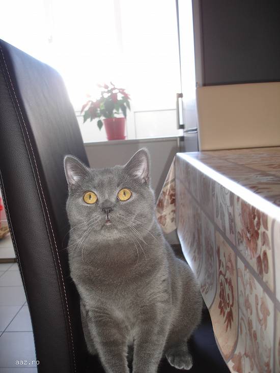 Motan british shorthair caut partenera de aceeasi rasa