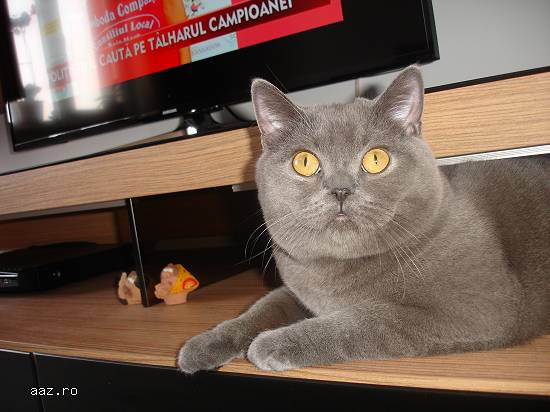 Motan british shorthair caut partenera de aceeasi rasa