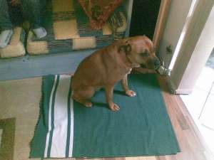 Ofer spre adoptie
