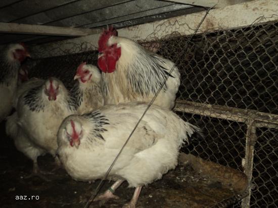 Gaini Sussex Herminat Deschis de vanzare