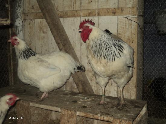 Gaini Sussex Herminat Deschis de vanzare