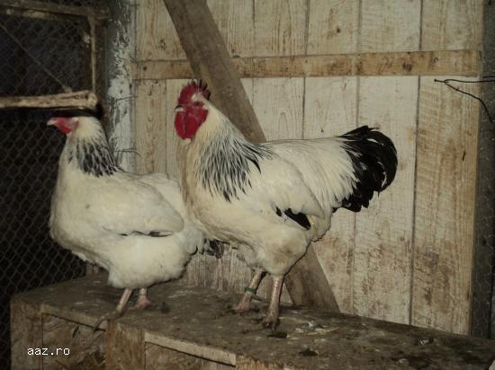 Gaini Sussex Herminat Deschis de vanzare