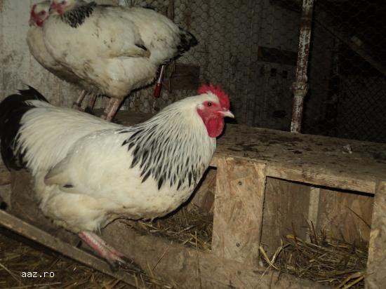 Gaini Sussex Herminat Deschis de vanzare
