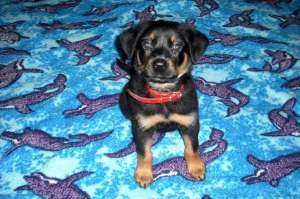 pui rottweiler