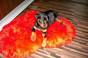 vand 3 femele pui rottweiler