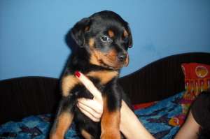 vand 3 femele pui rottweiler