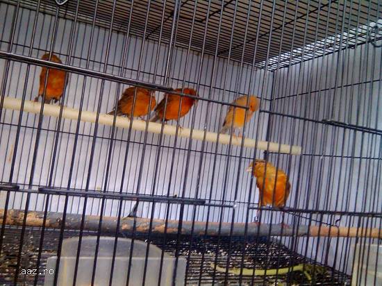 vand canari