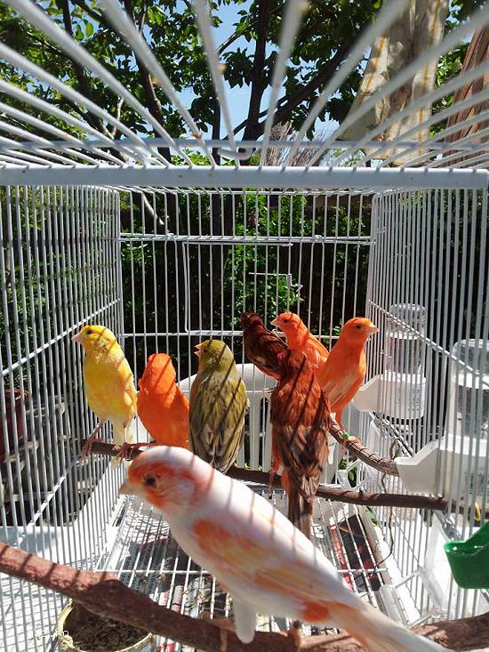 vand canari