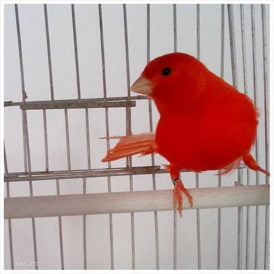 vand canari