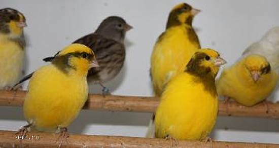 vand canari