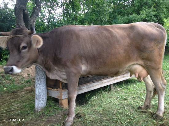 Vand vaca si vitel
