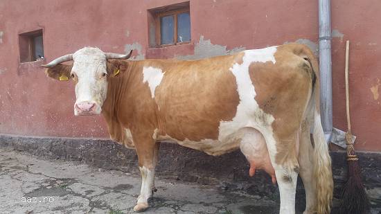 Vând 2 vaci Baltata Romaneasca