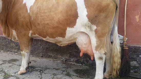 Vând 2 vaci Baltata Romaneasca
