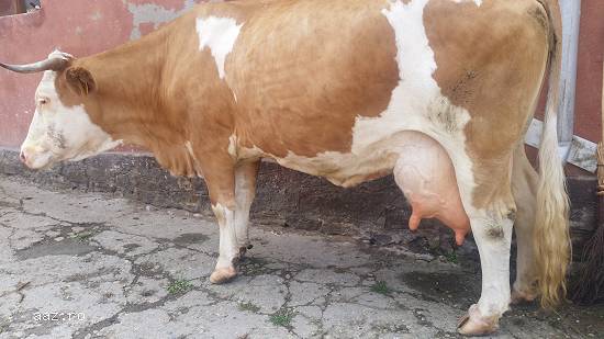 Vând 2 vaci Baltata Romaneasca
