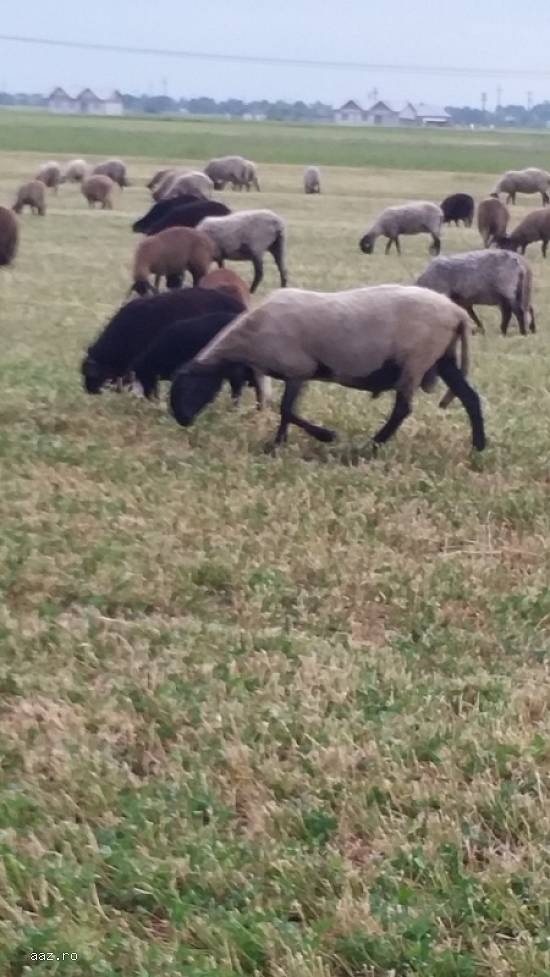 Vand cu  400lei oi carabase,  miele, 