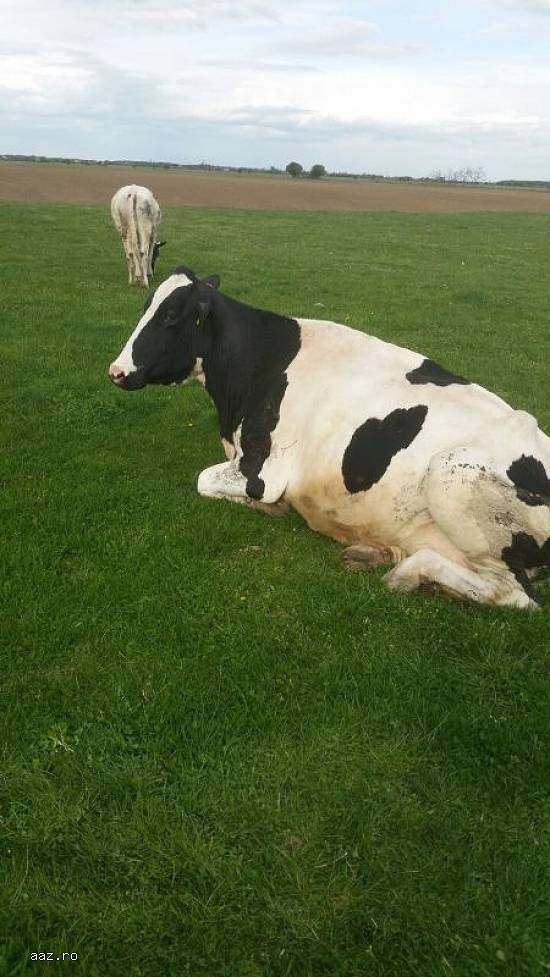 Vaca Holstein rasa originala foarte buna de lapte.