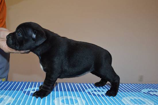Vand Staffordshire Bull Terrier