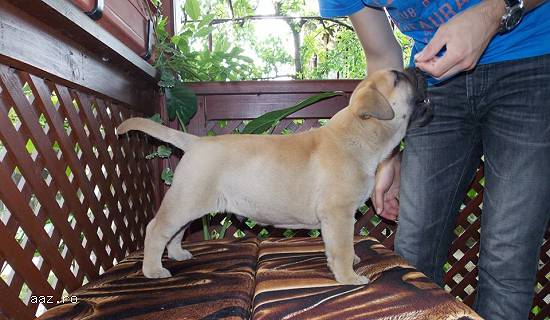 Vand catel Bullmastiff