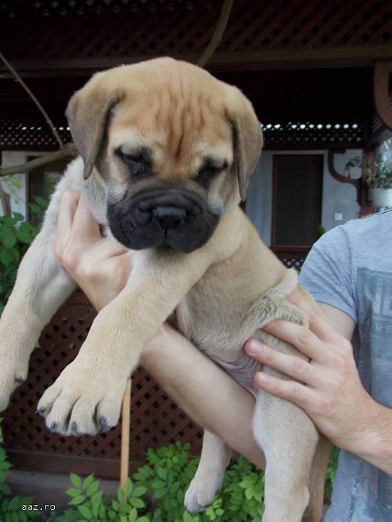Vand catel Bullmastiff