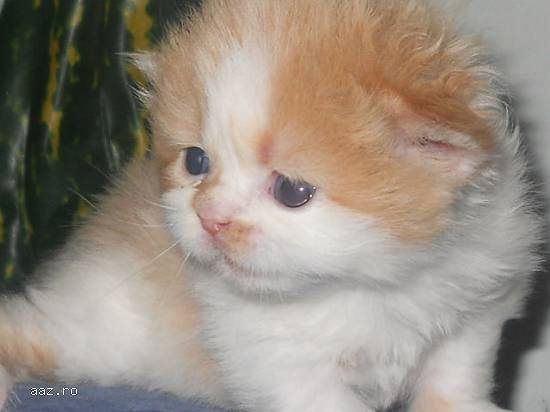 vand pui pisica persana doll face ocazie,  pret bun