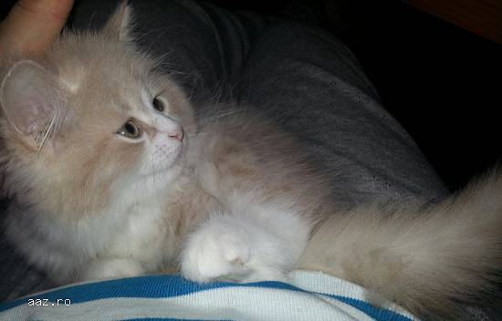 vand pui pisica persana doll face ocazie, pret bun