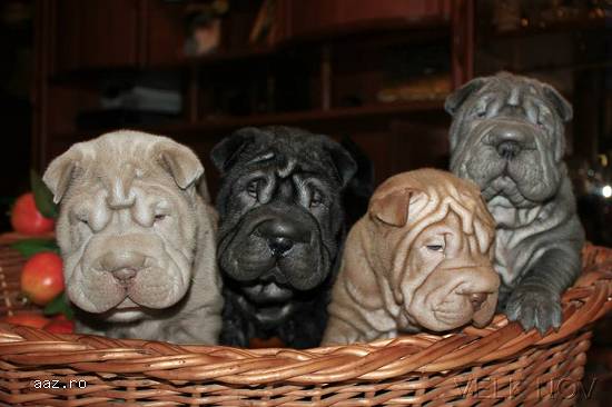 pui shar pei extra ridati